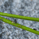 Dead insects stuck to the stem of a carnivorous Triantha occidentalis in North Cascades National Park, Washington.
